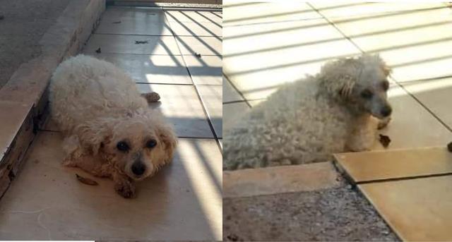 Goionews Cachorrinha desaparece e família pede ajuda para encontrá la