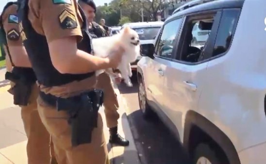 Cão da raça Lulu da Pomerânia trancado em porta-malas é resgatado pela PM;  VÍDEO